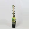 Jasminum Nudiflorum - Winterjasmijn