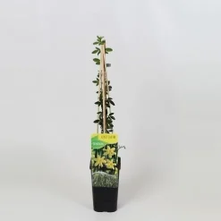 Jasminum Nudiflorum - Winterjasmijn