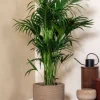 Kentia (extra vol) - Howea Forsteriana