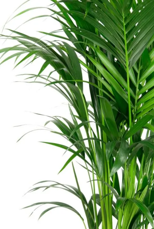 Kentia (extra vol) - Howea Forsteriana