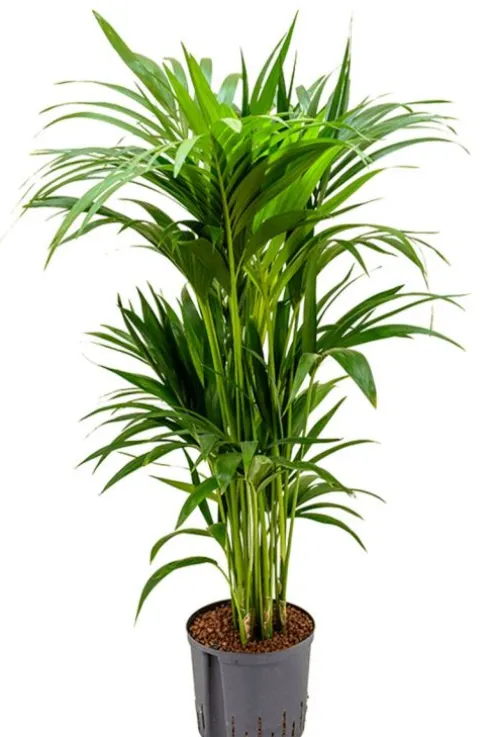 Kentia - Howea Forsteriana