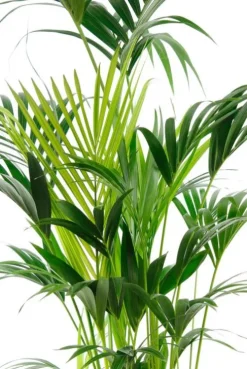 Kentia - Howea Forsteriana