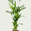 Kentia - Howea Forsteriana