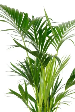Kentia - Howea Forsteriana