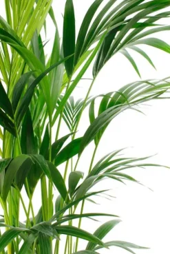 Kentia - Howea Forsteriana