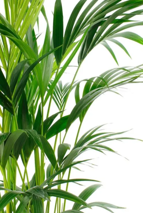 Kentia - Howea Forsteriana