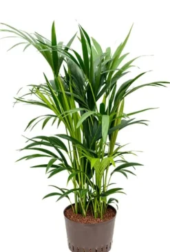 Kentia - Howea Forsteriana