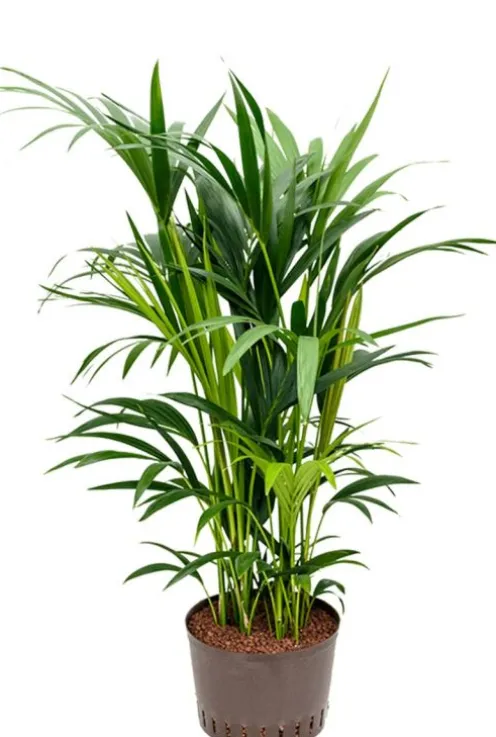 Kentia - Howea Forsteriana