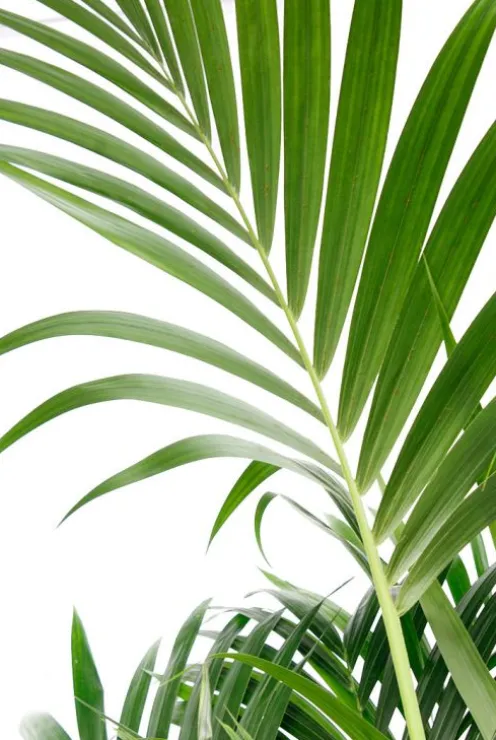 Kentia - Howea Forsteriana