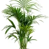 Kentia - Howea Forsteriana