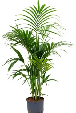 Kentia - Howea Forsteriana