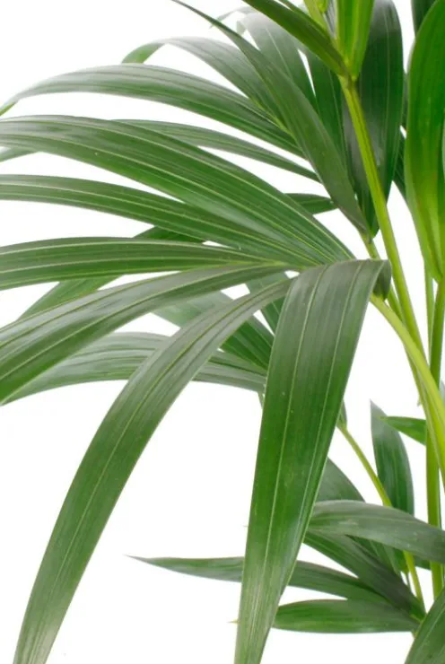 Kentia - Howea Forsteriana