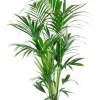 Kentia - Howea Forsteriana