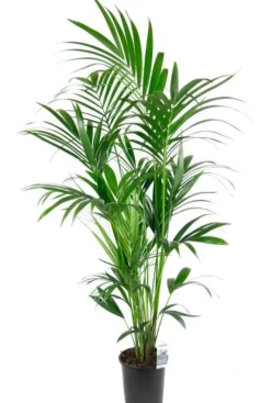 Kentia - Howea Forsteriana