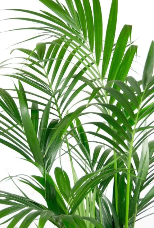 Kentia - Howea Forsteriana