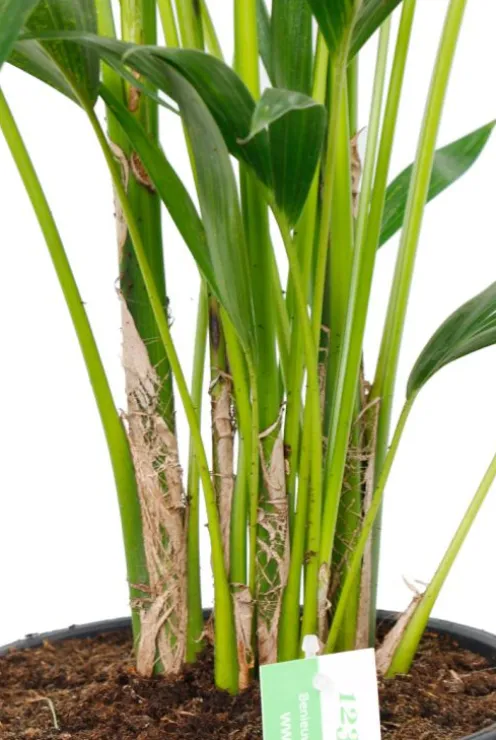 Kentia - Howea Forsteriana