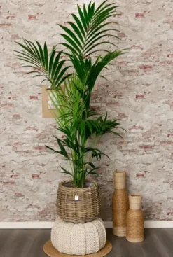 Kentia - Howea Forsteriana
