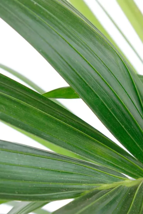 Kentia - Howea Forsteriana