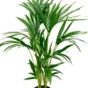 Kentia - Howea Forsteriana