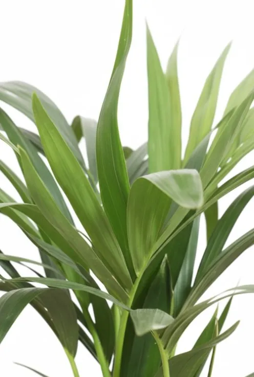 Kentia Howea Forsteriana - Howea Forsteriana