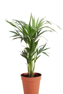 Kentia Howea Forsteriana - Howea Forsteriana