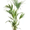 Kentia Howea Forsteriana - Howea Forsteriana