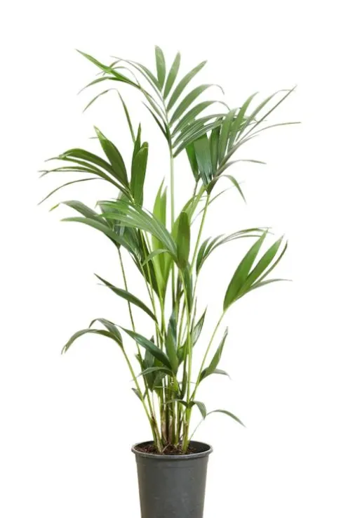 Kentia Howea Forsteriana - Howea Forsteriana
