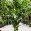 Kentia (howea) forsteriana - Howea Forsteriana