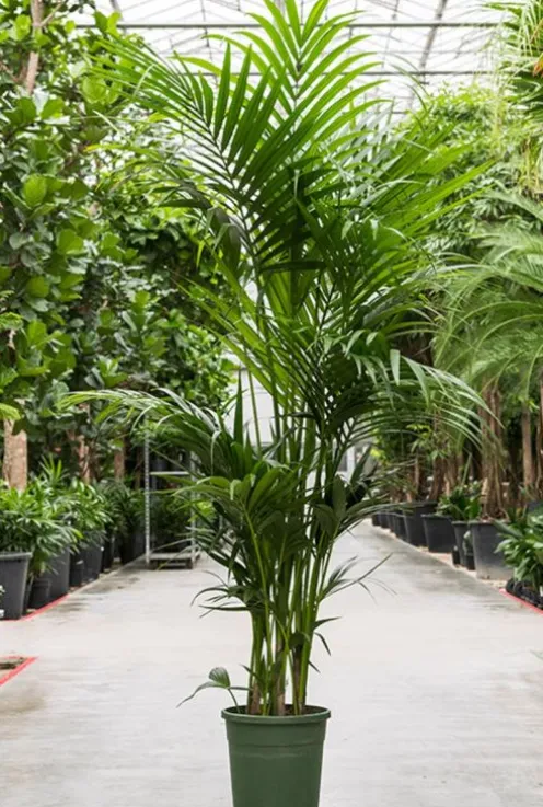 Kentia (howea) forsteriana - Howea Forsteriana