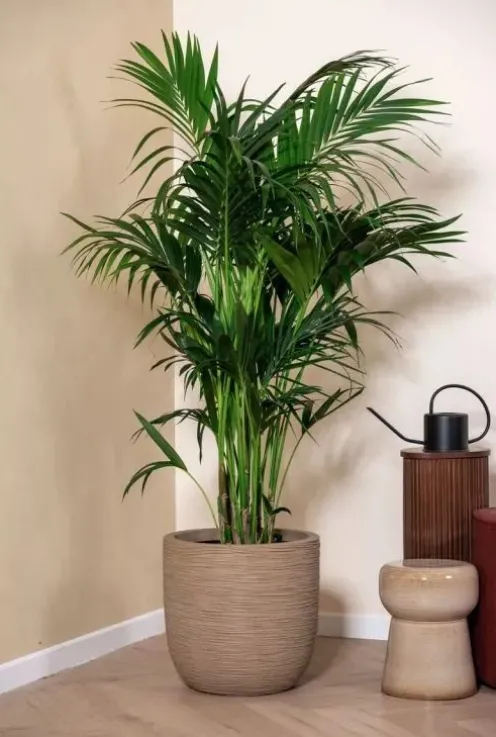 Kentia (howea) forsteriana - Howea Forsteriana