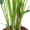 Kentia palm - Howea Forsteriana