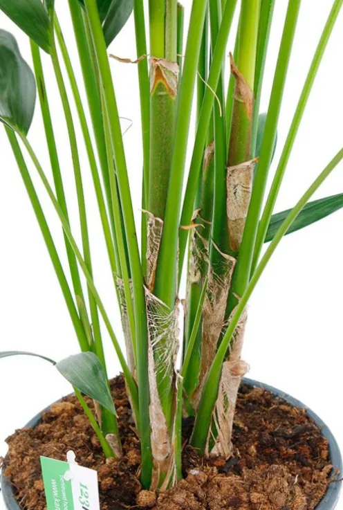 Kentia palm - Howea Forsteriana
