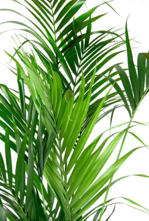 Kentia palm - Howea Forsteriana
