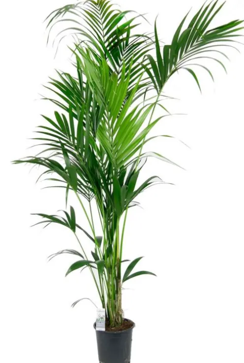 Kentia palm - Howea Forsteriana