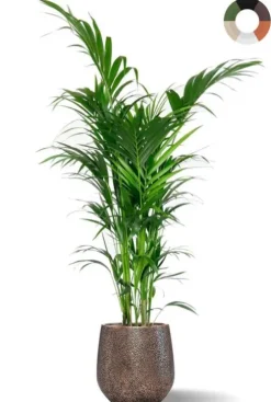 Kentia palm in luxe pot