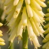 Kniphofia Little Maid - Vuurpijl