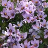 Krokus Sativa - 40 bollen