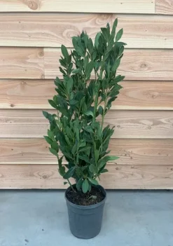 Laurus nobilis