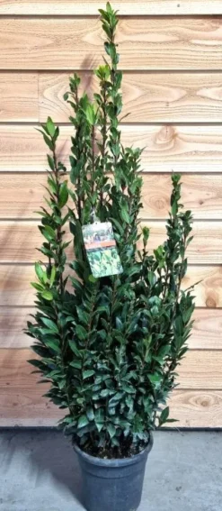 Laurus nobilis - Laurier