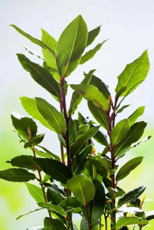 Laurus nobilis - Laurier