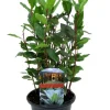 Laurus Nobilis - Laurier