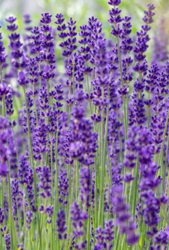 Lavandula ang. 'Dwarf Blue' - Lavendel