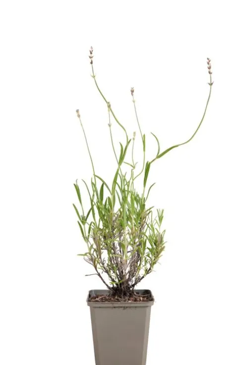 Lavandula ang. 'Dwarf Blue' - Lavendel