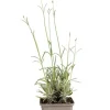 Lavandula ang. 'Edelweiss' - Lavendel