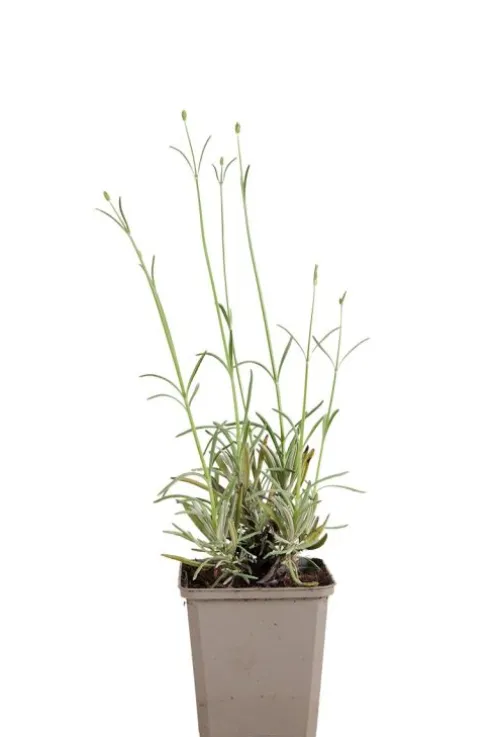 Lavandula ang. 'Edelweiss' - Lavendel