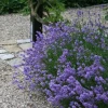 Lavandula ang. 'Hidcote' - Lavendel