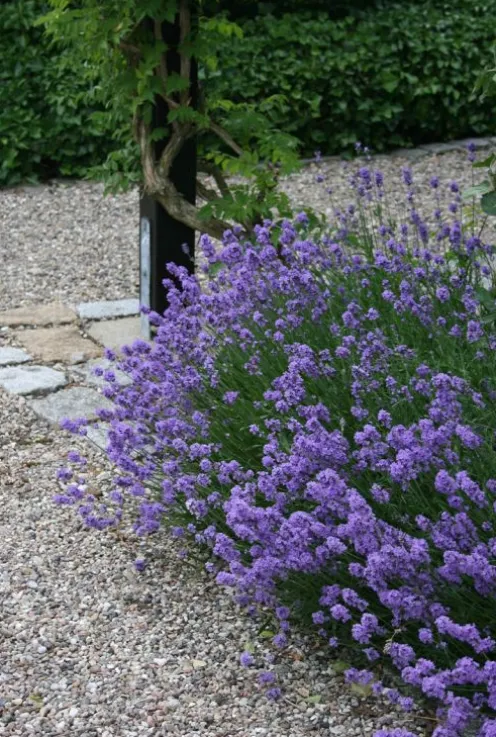 Lavandula ang. 'Hidcote' - Lavendel