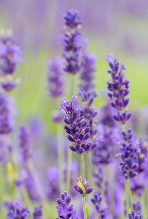 Lavandula ang. 'Hidcote' - Lavendel