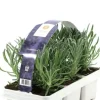 Lavendel 6-Pack - Lavendel