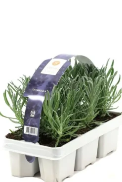 Lavendel 6-Pack - Lavendel